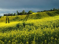 Rapsfeld auf Rügen